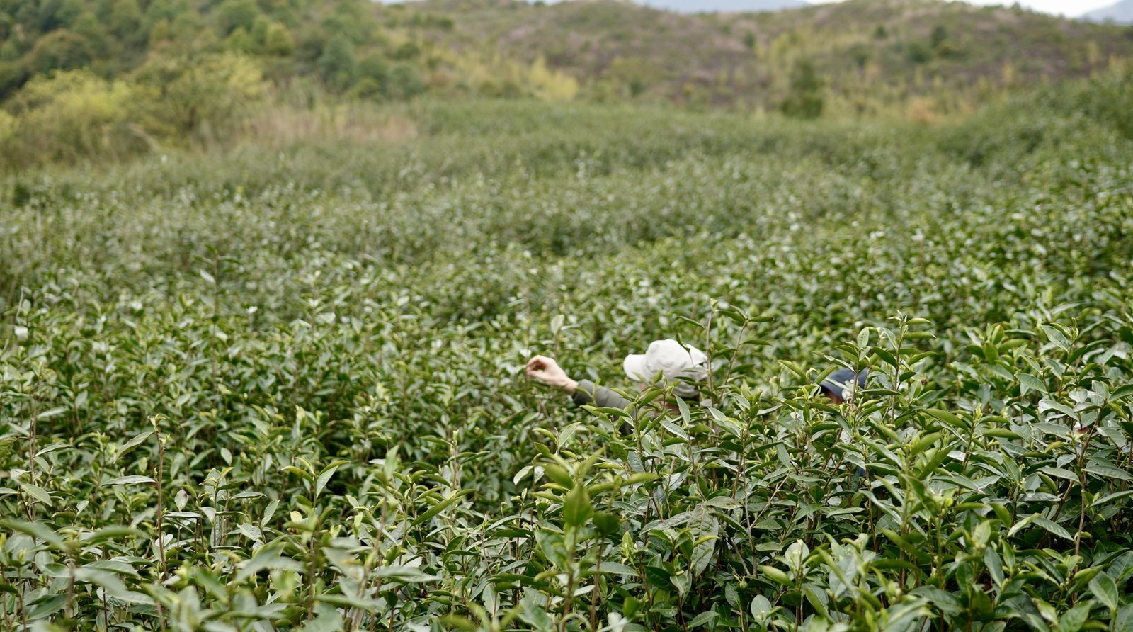 千米茶林